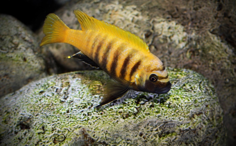 Maylandia sp. 'zebra gold' Kawanga